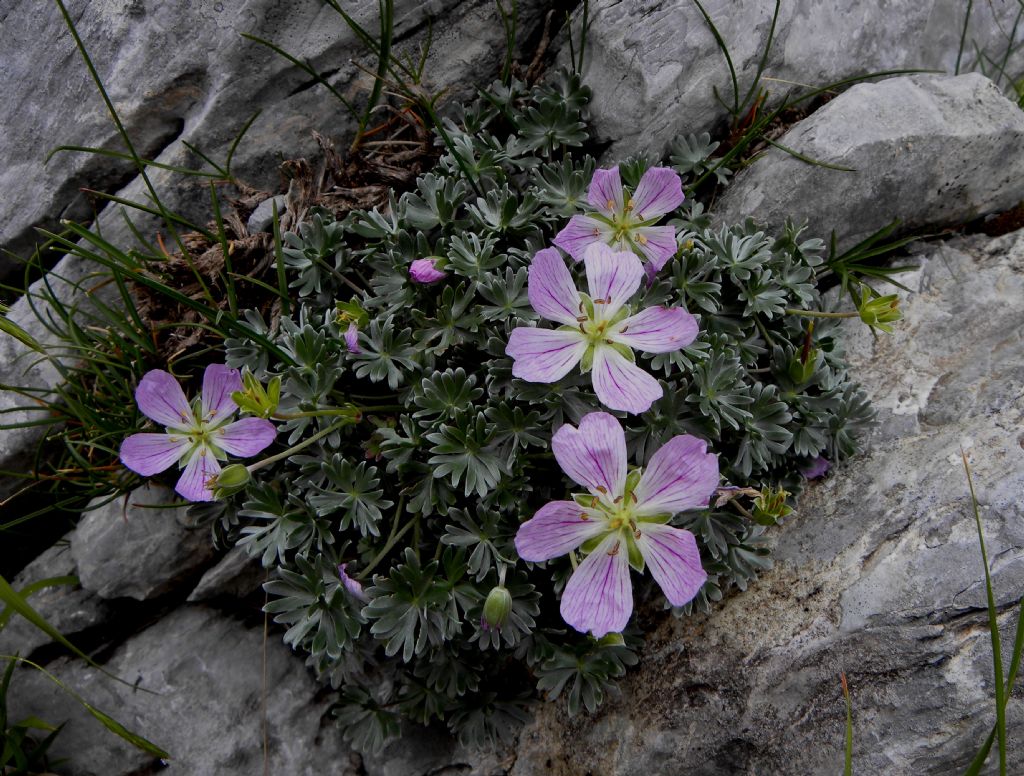Geranium argenteum / Geranio argentino